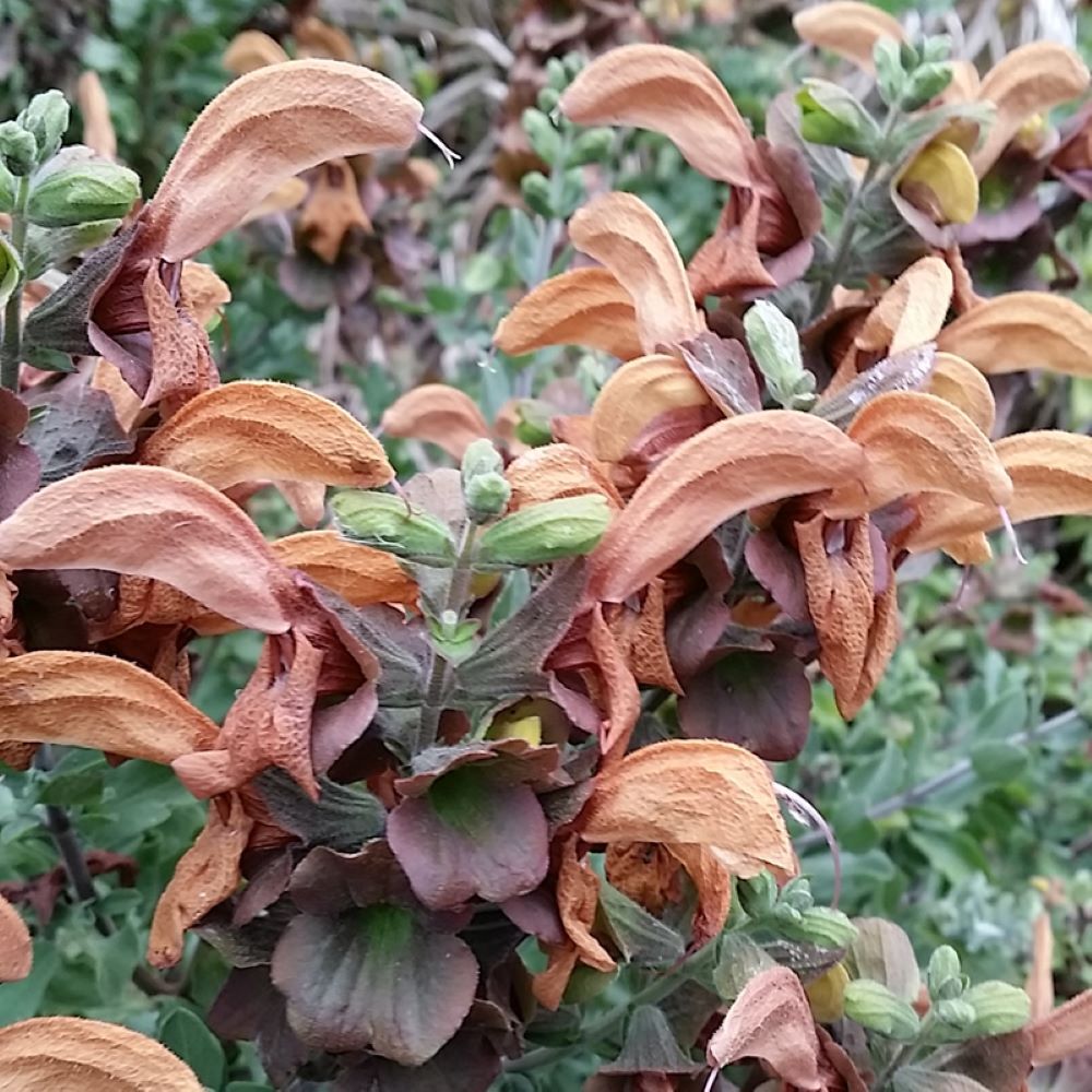 Salvia africana lutea