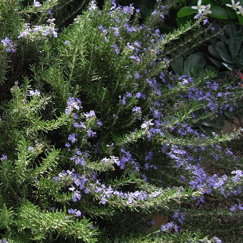 Salvia rosmarinus (Syn. Rosmarinus officinalis) - Mozart Rosemary