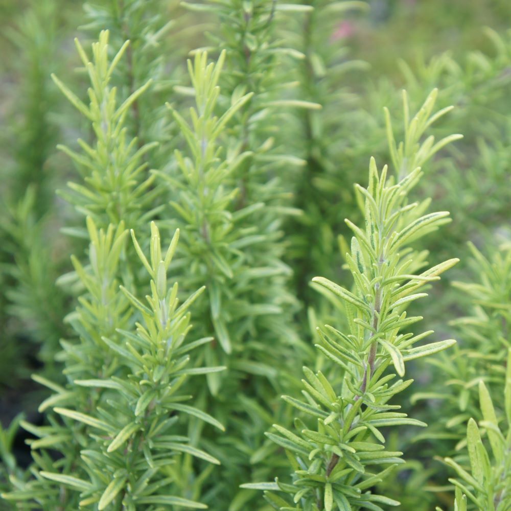 Salvia rosmarinus Variegata (Syn. Rosmarinus officinalis Variegata) - Variegated Rosemary