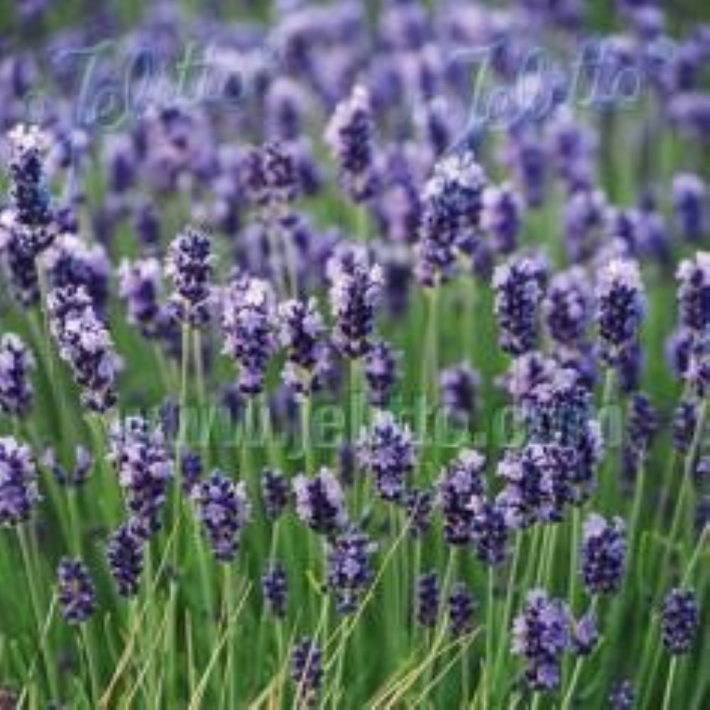 Lavandula angustifolia Hidcote Superior