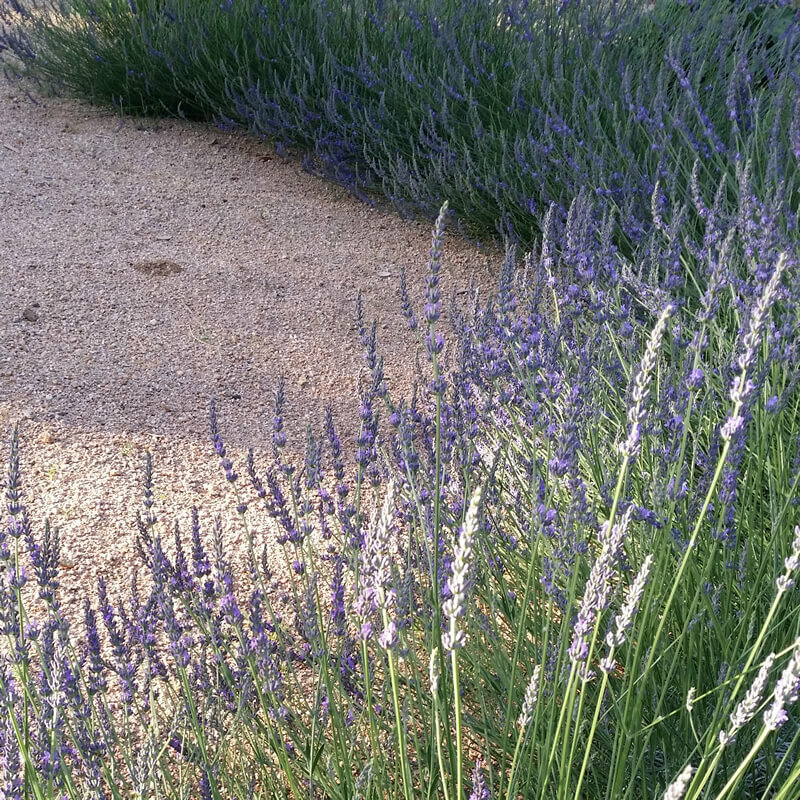 Lavandula x intermedia 'Grosso' Lavender