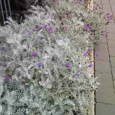 Centaurea gymnocarpa - Colchester White