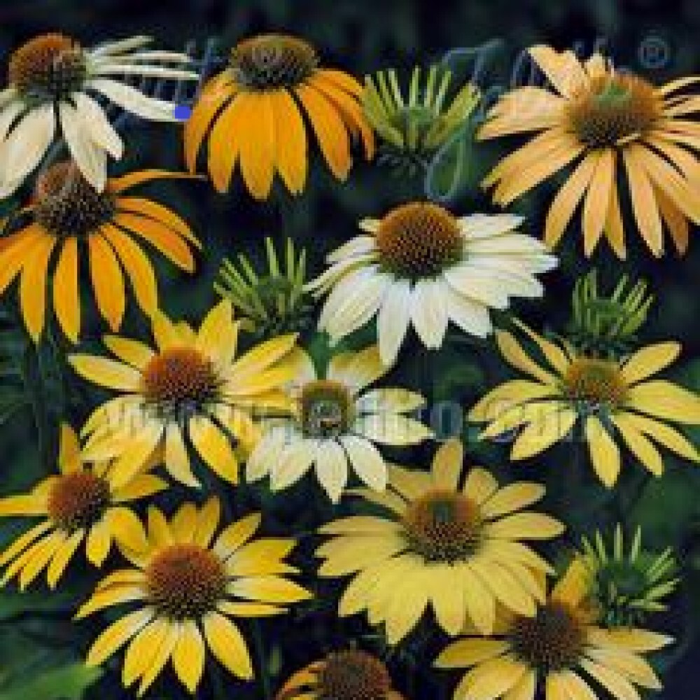 Echinacea 'Mellow Yellow'