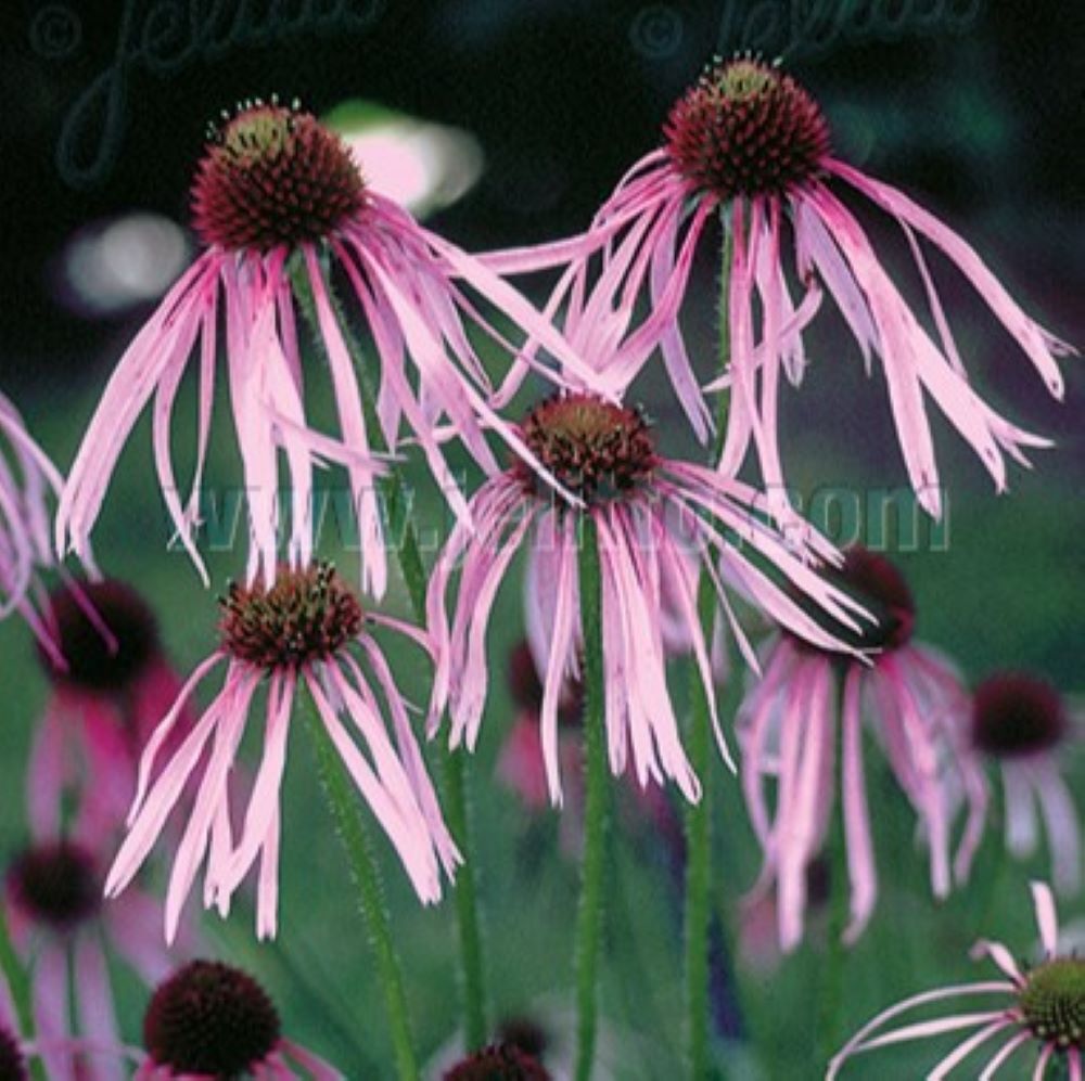 Echinacea pallida