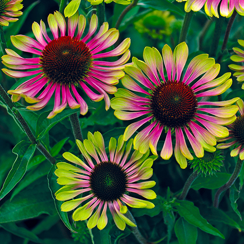 Echinacea purpurea 'Green Twister'