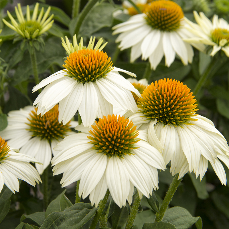 Echinacea purpurea White Swan