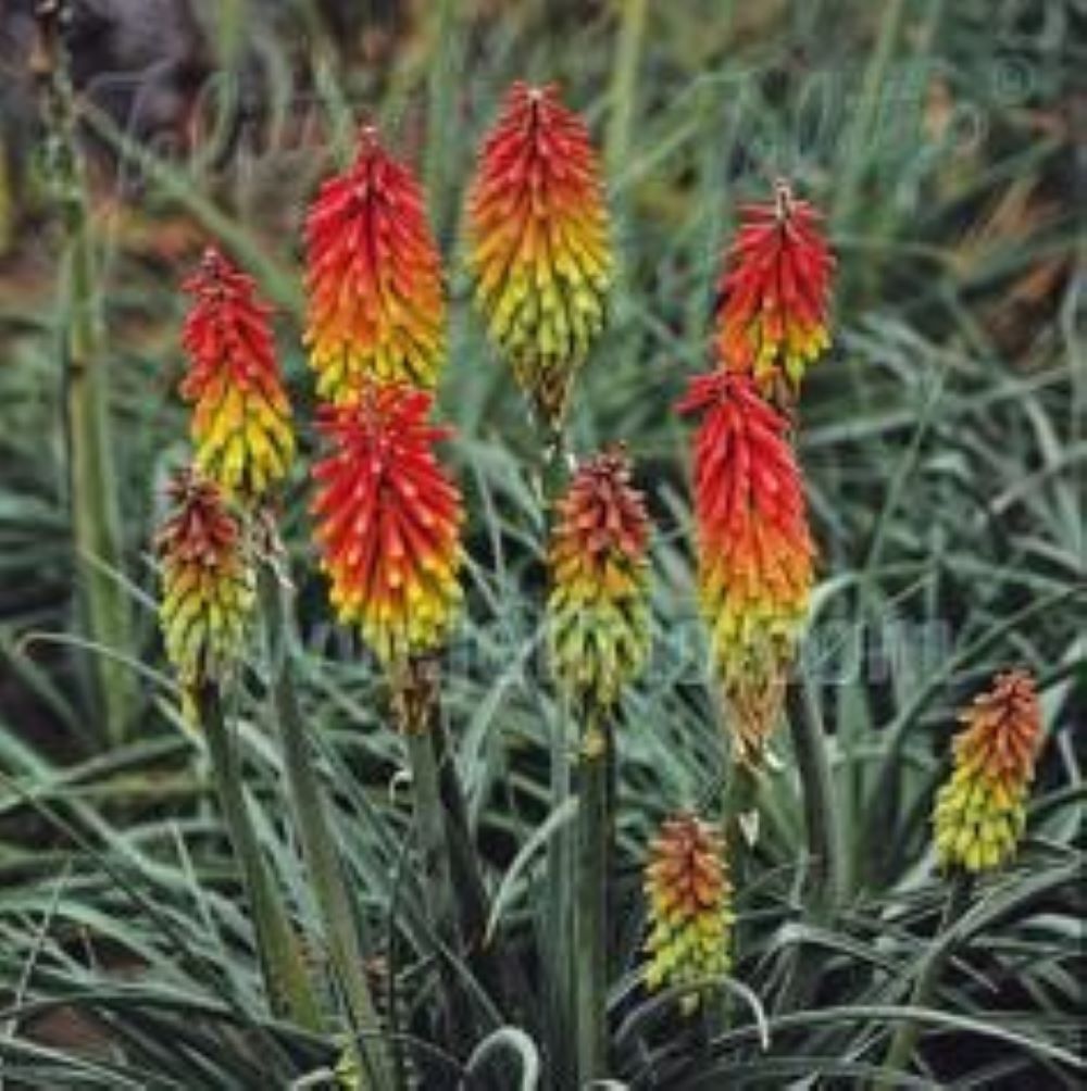 Kniphofia hirta 'Fire Dance'