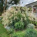 Miscanthus transmorrisonensis