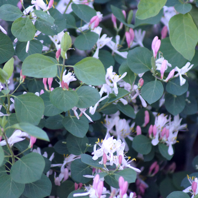 Lonicera korolkowii - Blue Leaf Honeysuckle