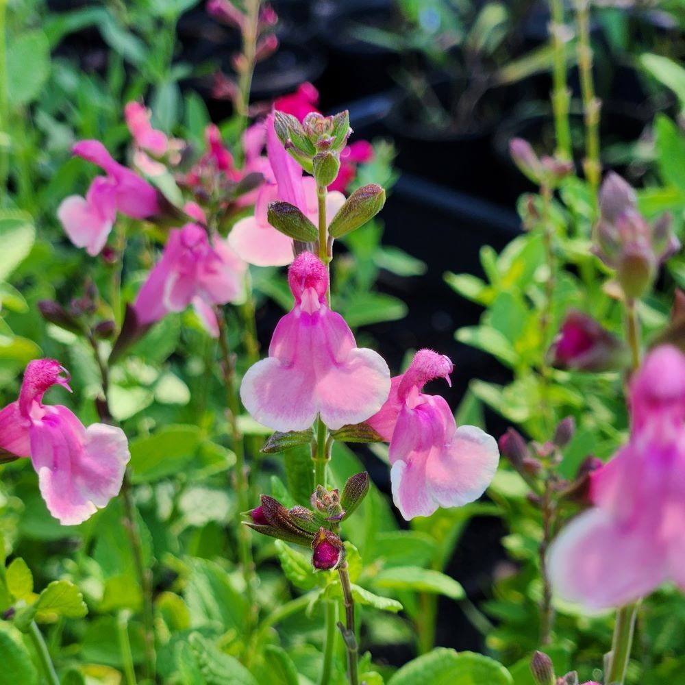 Salvia 'Eureka'