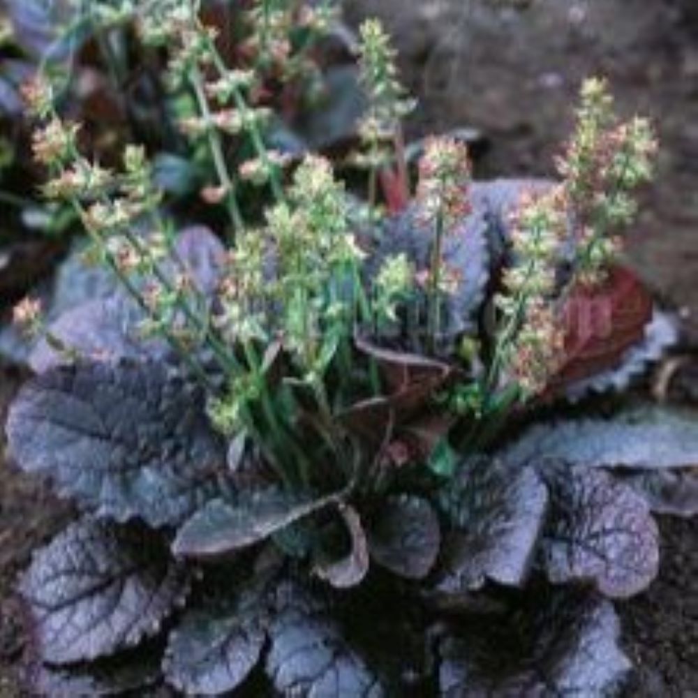 Salvia lyrata - 'Purple Volcano'