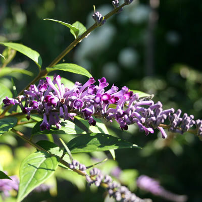 Buddleja lindleyana - Weeping Butterfly Bush