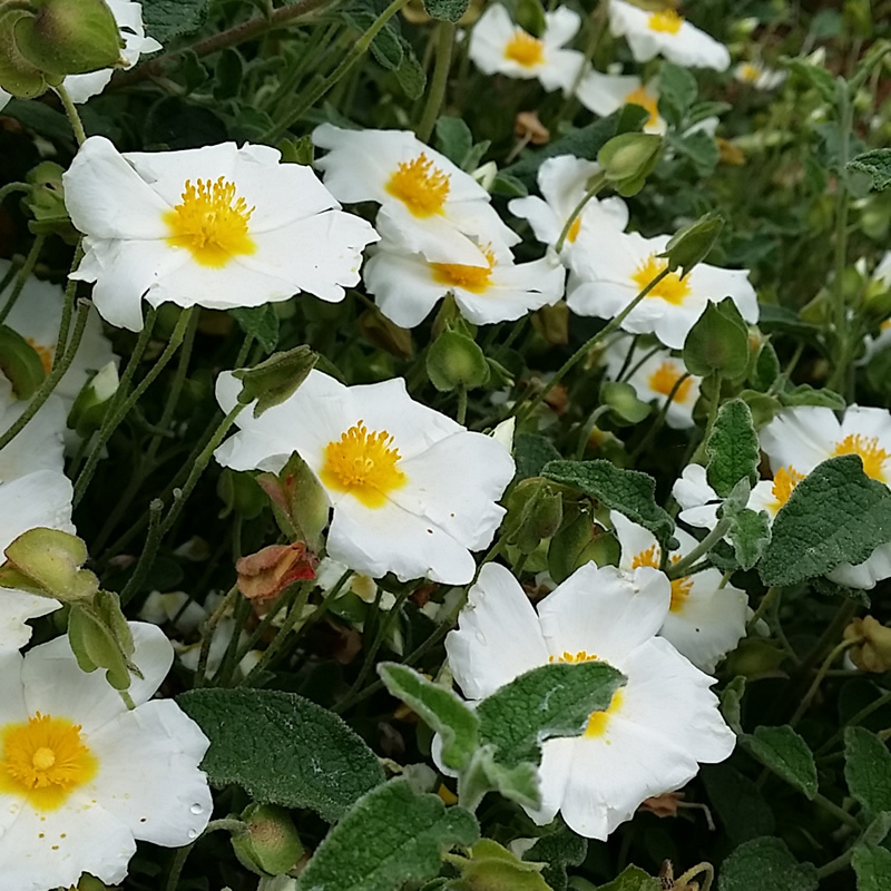 Cistus salviifolius