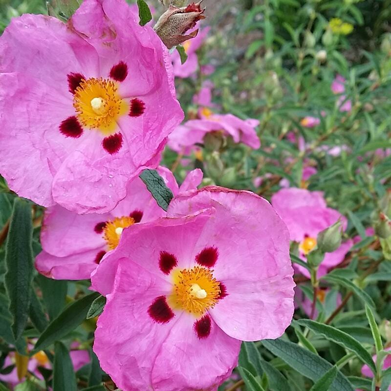 Cistus x purpureus - 'Brilliancy' Rock Rose