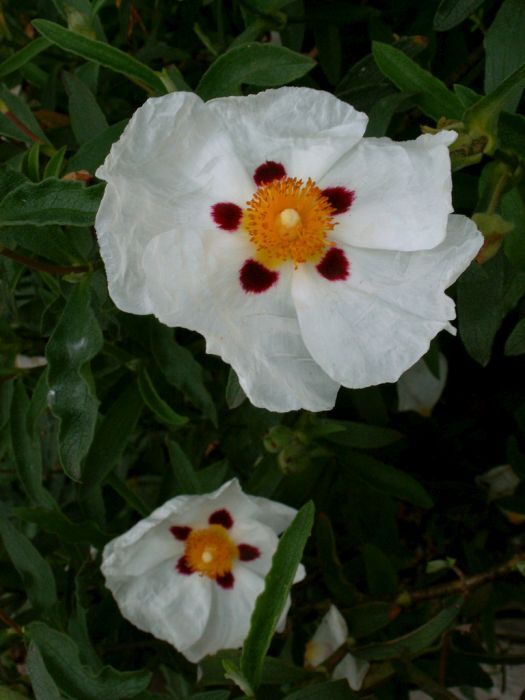 Cistus x purpureus 'Alan Fradd' - White Brilliancy Rock Rose