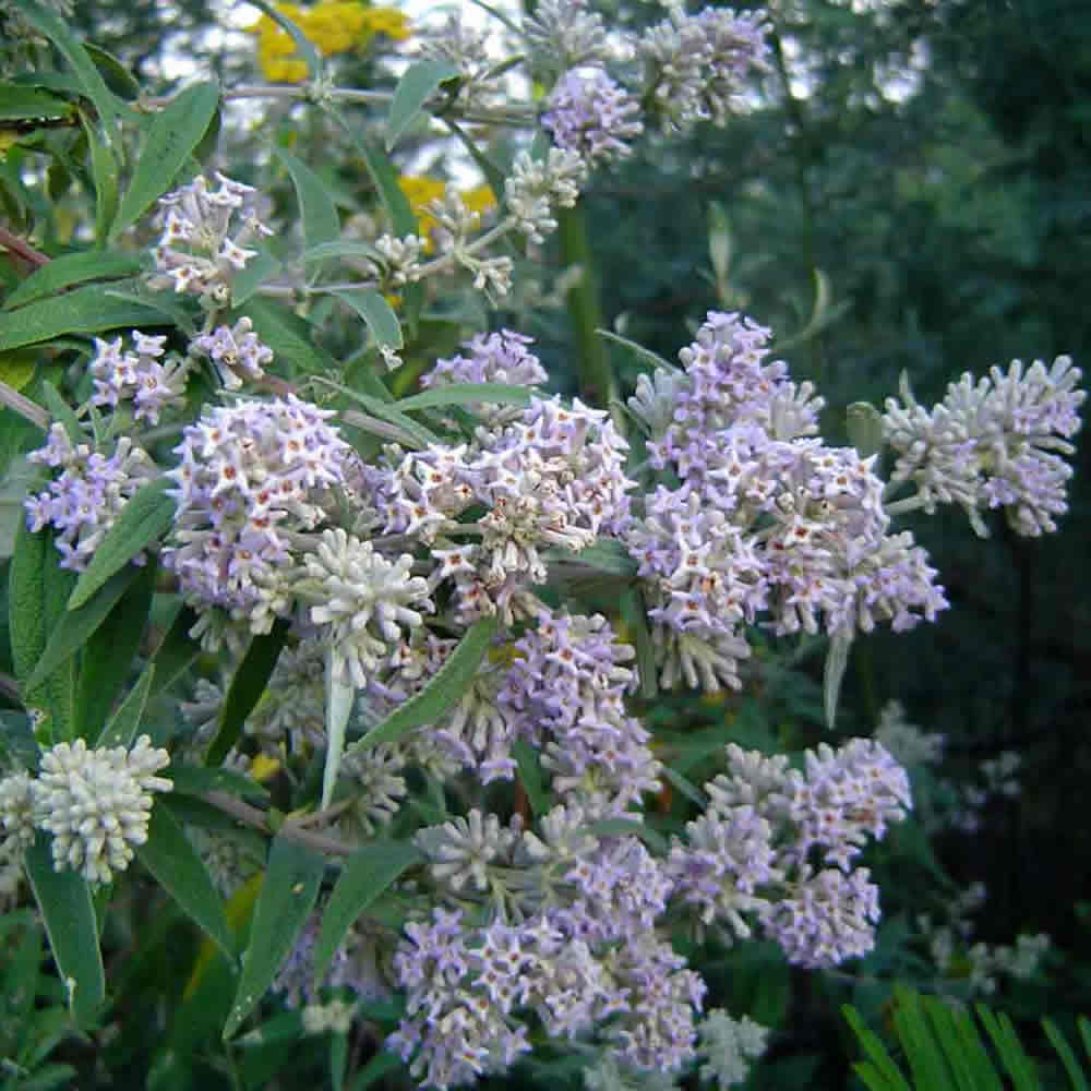 Buddleja salviifolia - Winter Buddleja