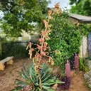 Beschorneria yuccoides - False Red Agave