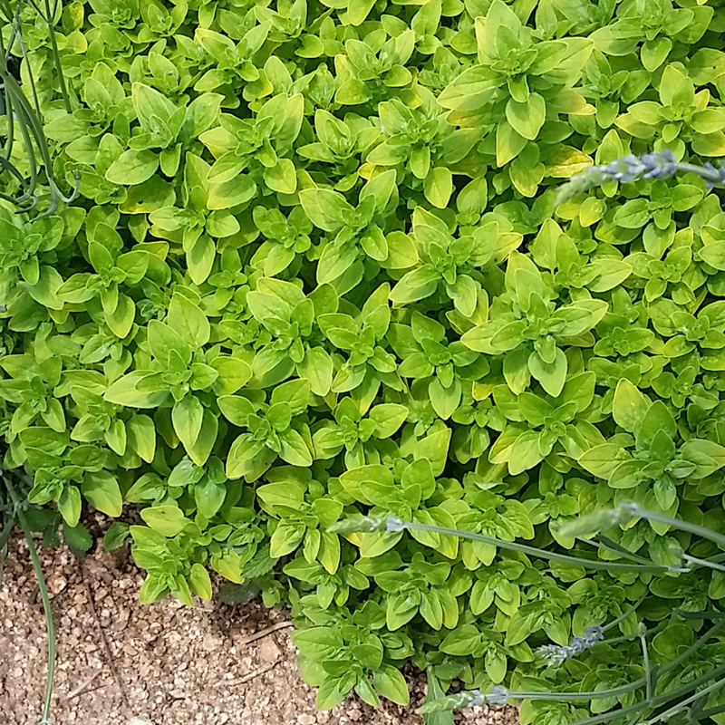 Origanum vulgare - 'Thumbles Variety' Oregano