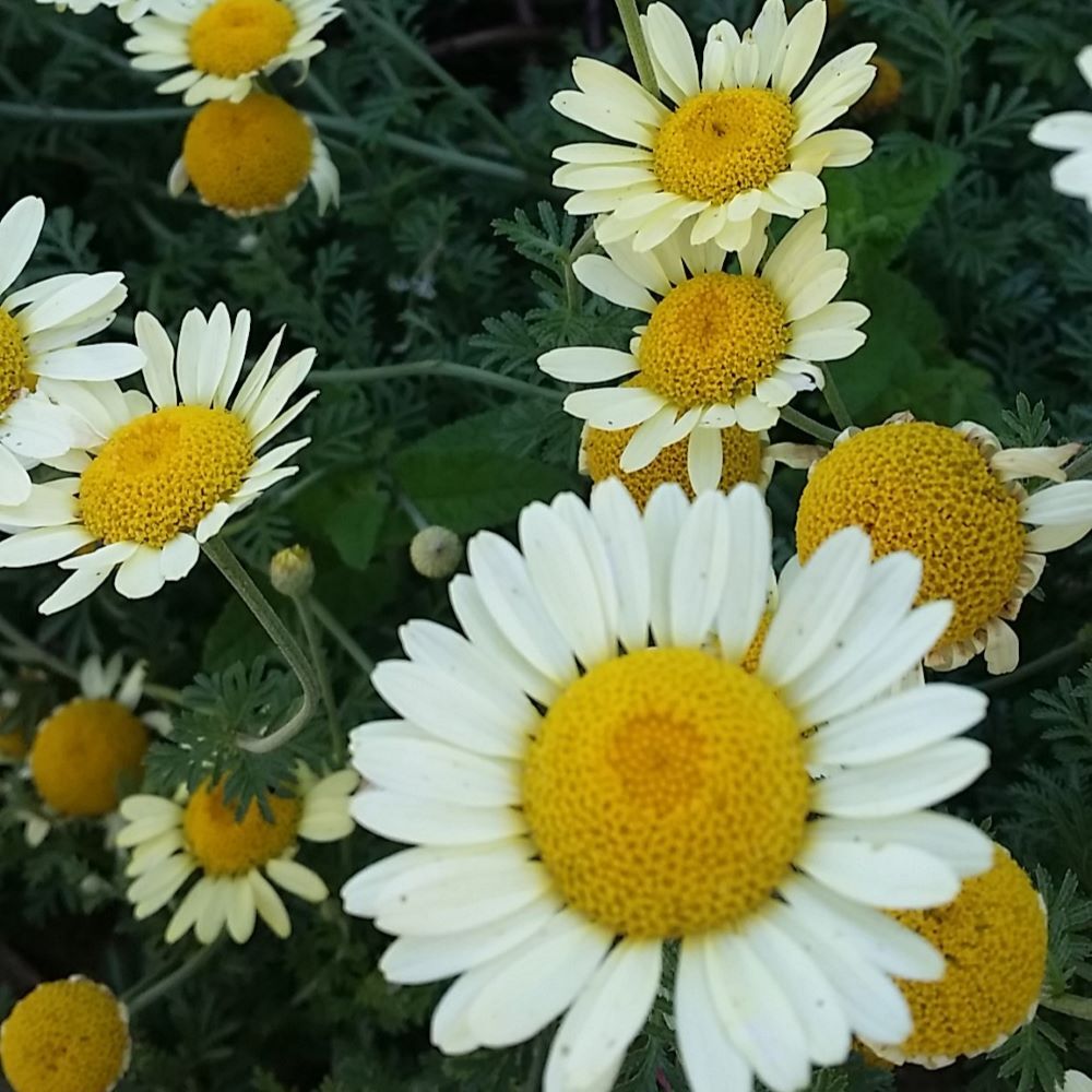 Anthemis 'Susanna Mitchell'