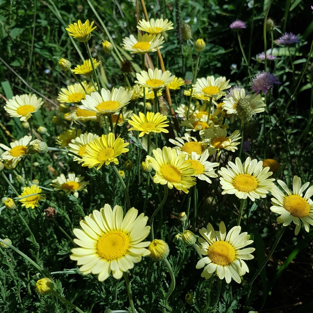 Anthemis tinctoria 'E.C. Buxton'