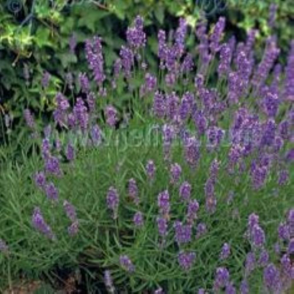 Lavandula angustifolia 'Munstead'