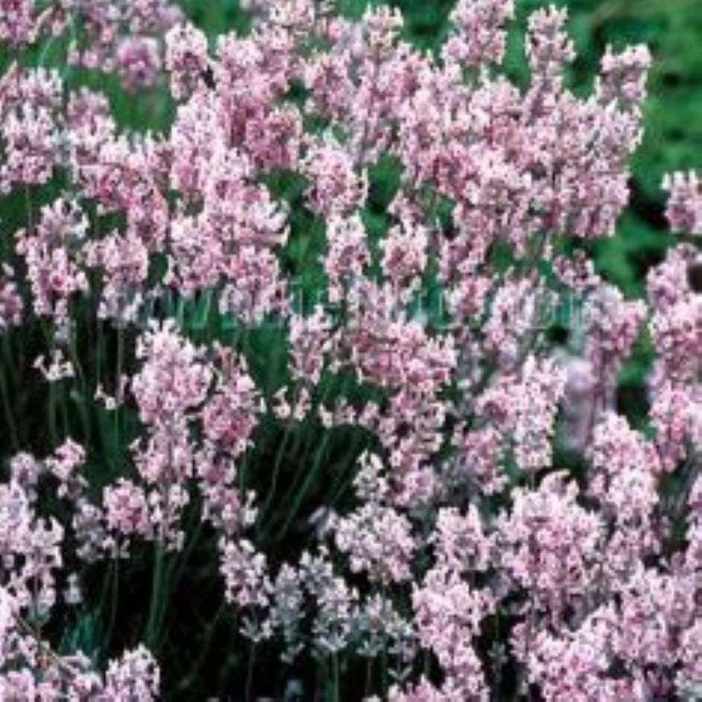 Lavandula angustifolia 'Rosea' Pink Perfume