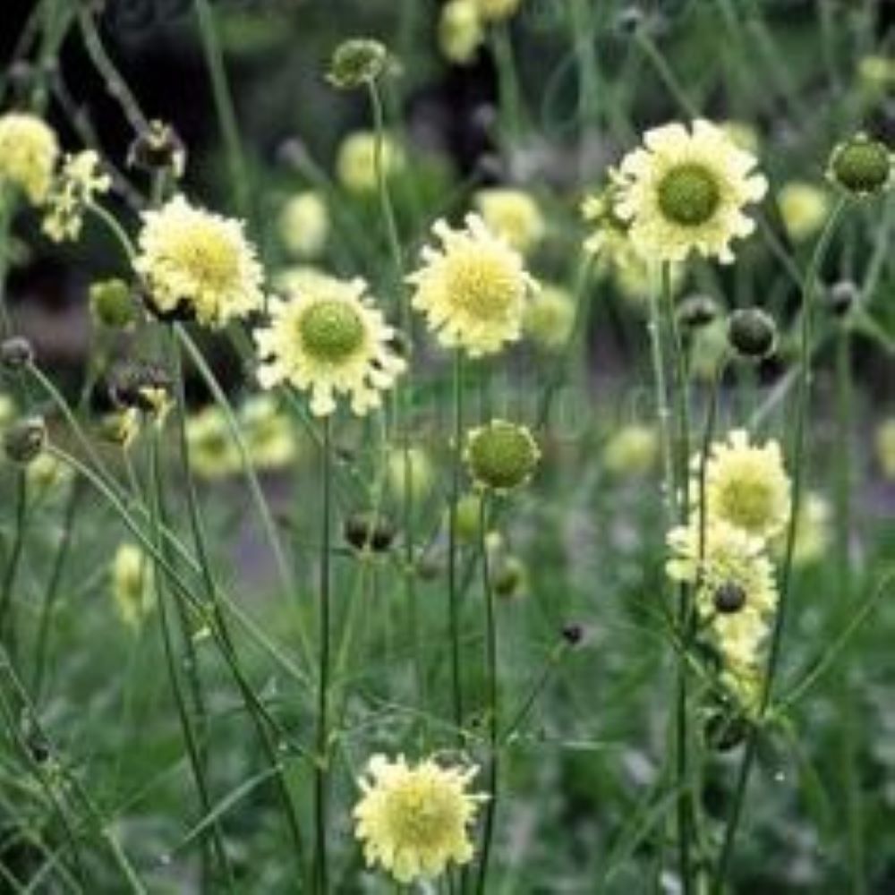 Cephalaria gigantea - Giant Pincushion