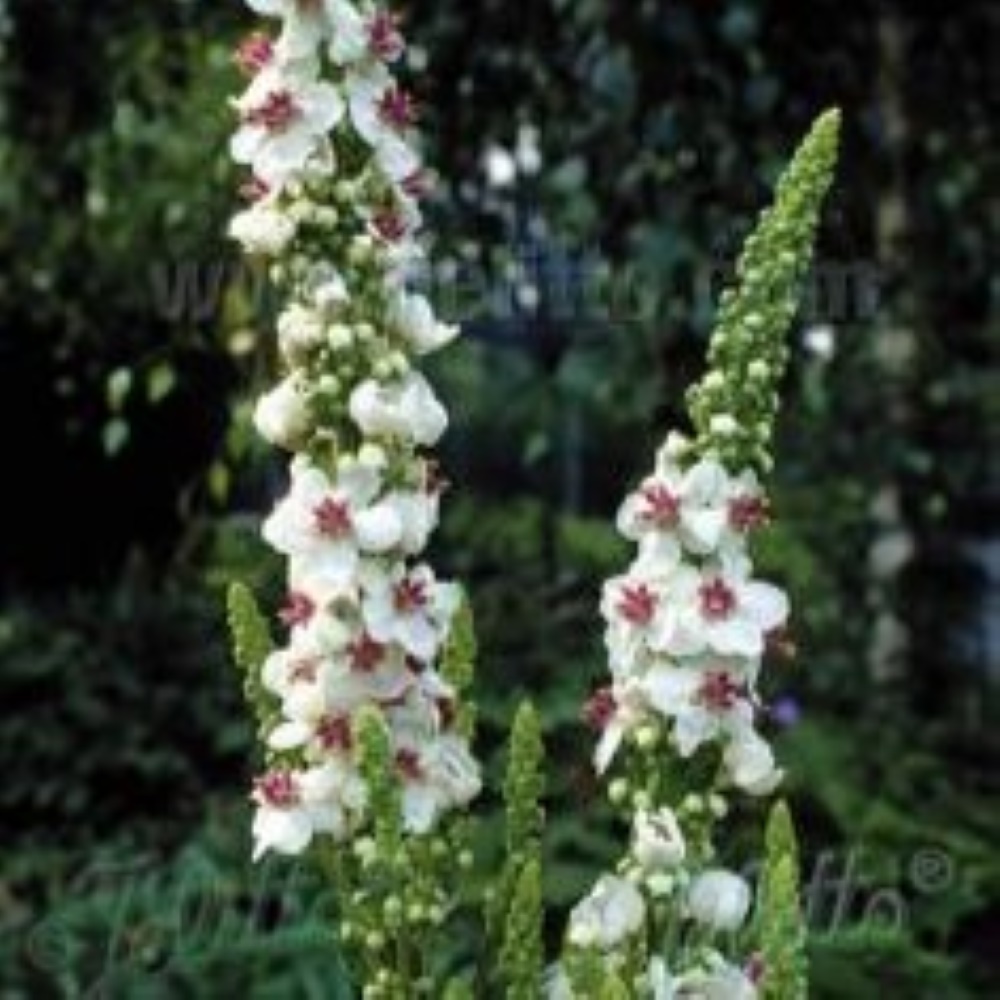 Verbascum chaixii