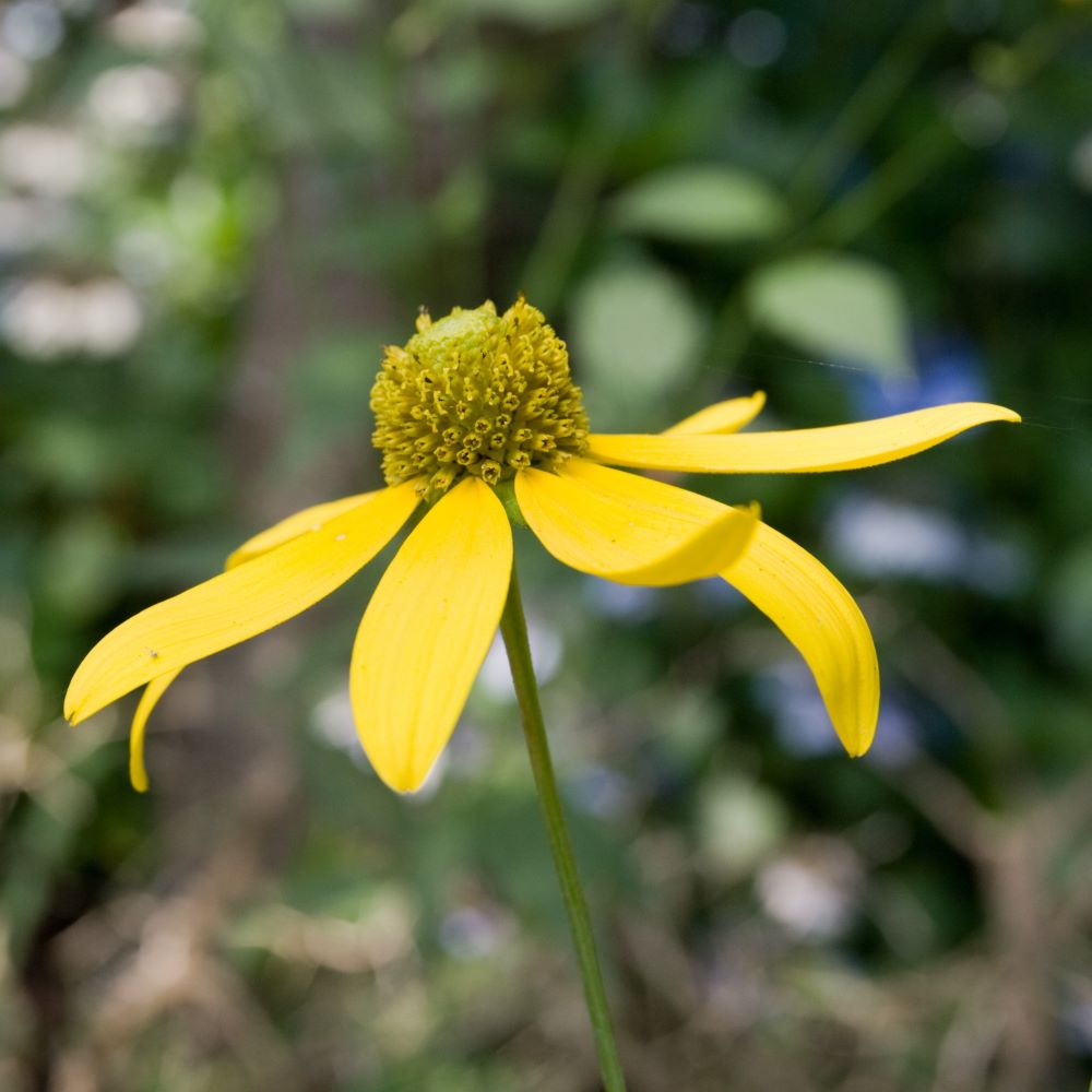 Rudbeckia laciniata