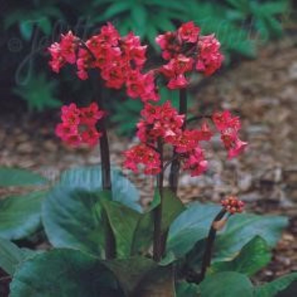 Bergenia cordifolia - 'Winterglow'