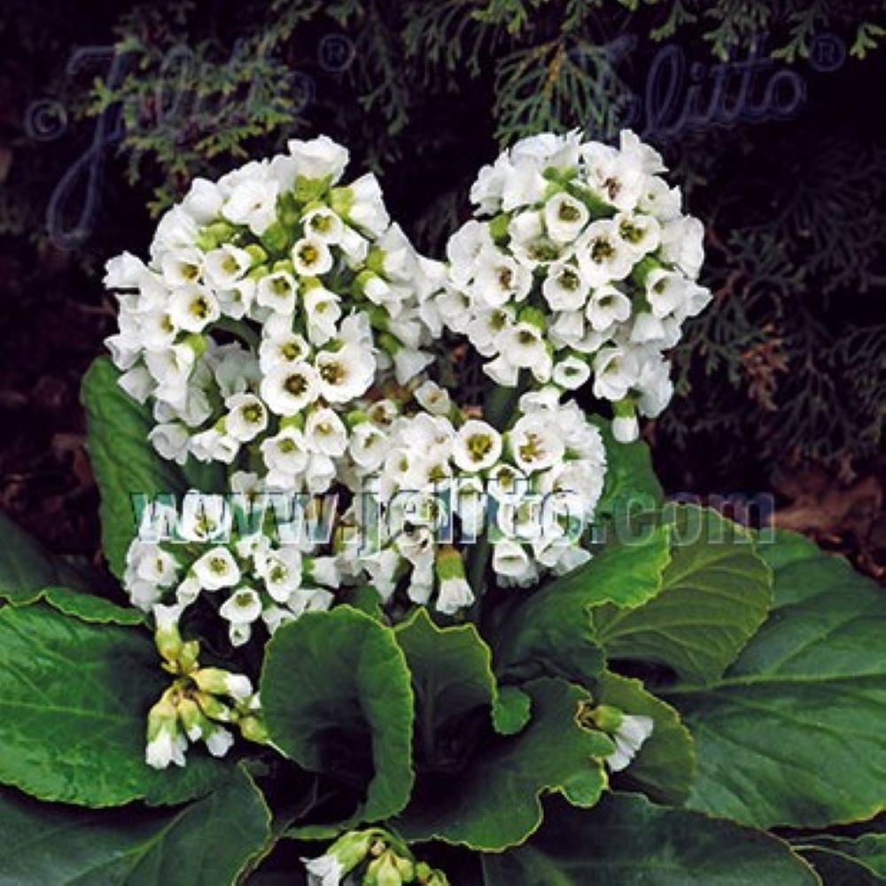 Bergenia cordifolia - 'Snowtime'