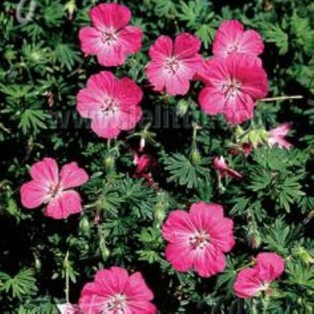 Geranium sanguineum 'Vision Violet'