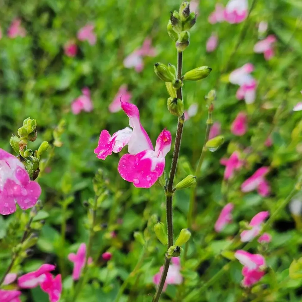 Salvia Hot Crush