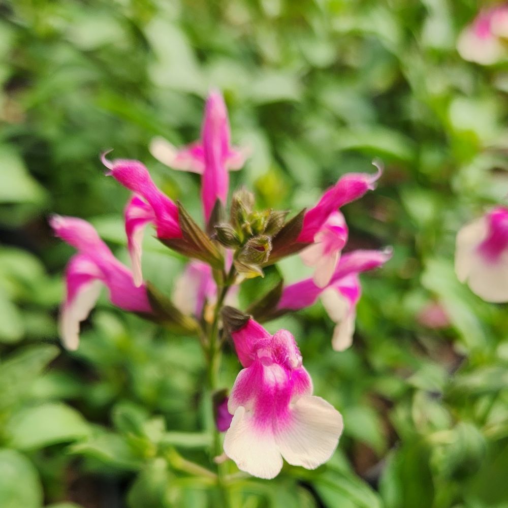 Salvia Mirage Rose Bicolour