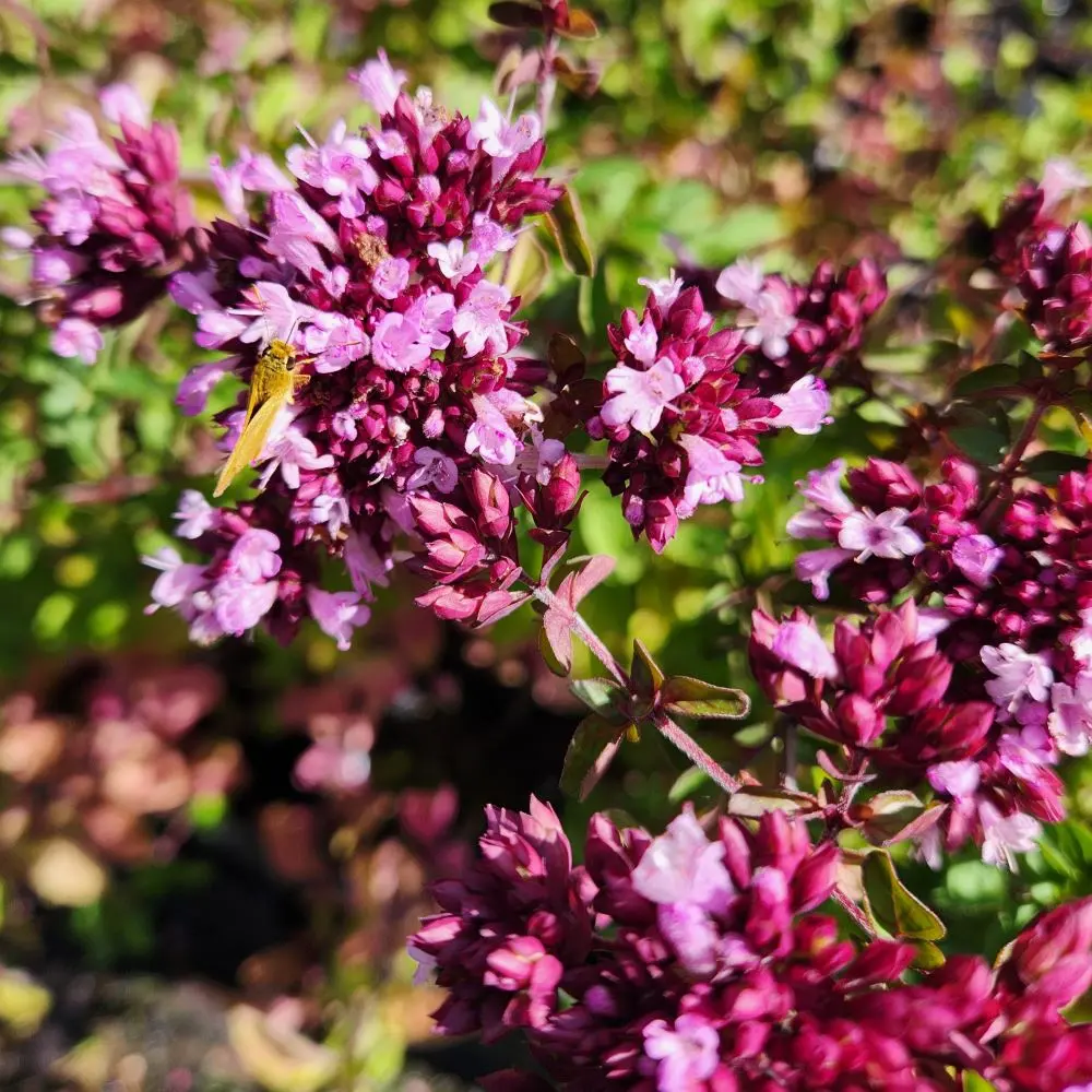 Origanum 'Rosenkuppel'