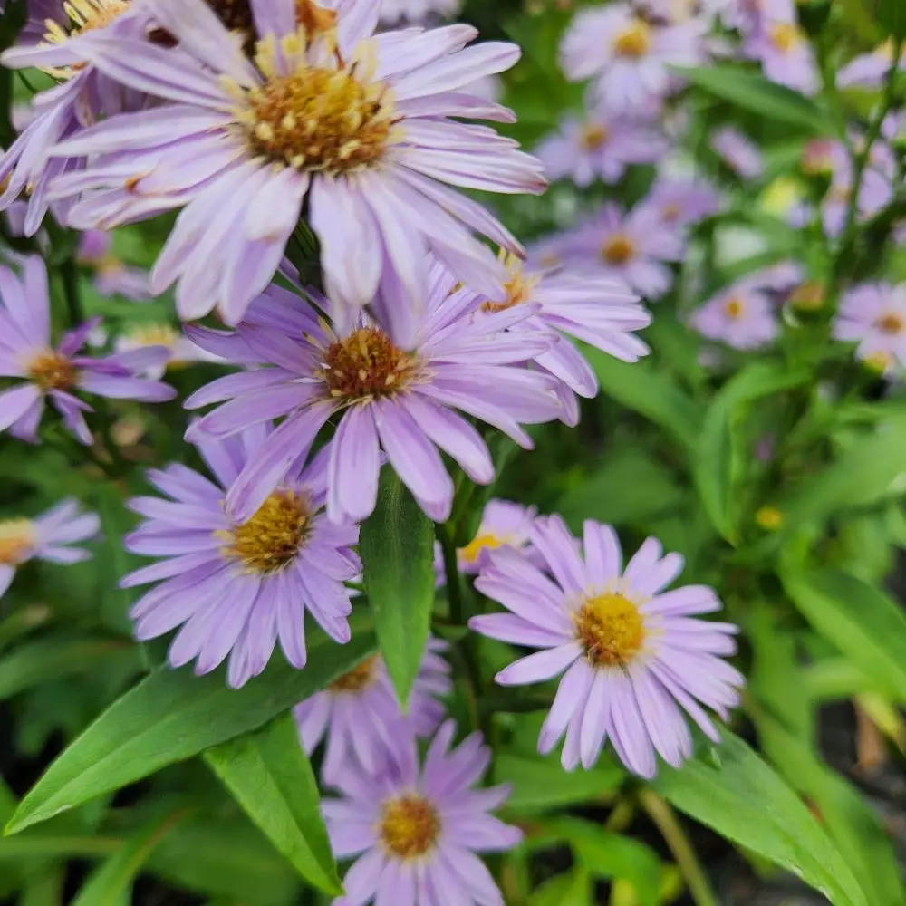 Aster 'Professor Anton Kippenberg'