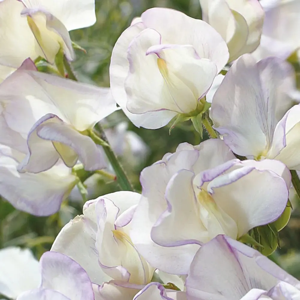 Sweet Pea - High Scent