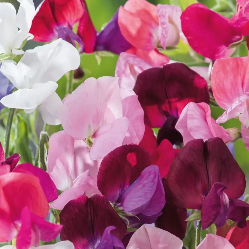 Sweet Pea - Mammoth Mixed