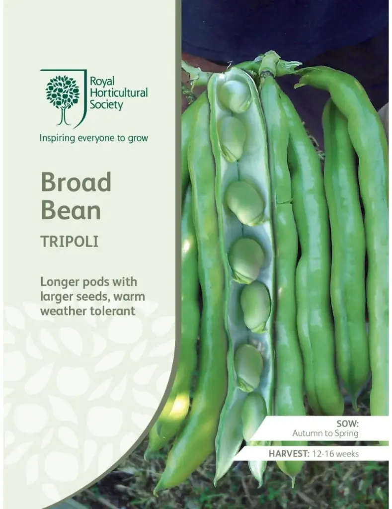 RHS Seeds - Tripoli Broad Bean Seeds