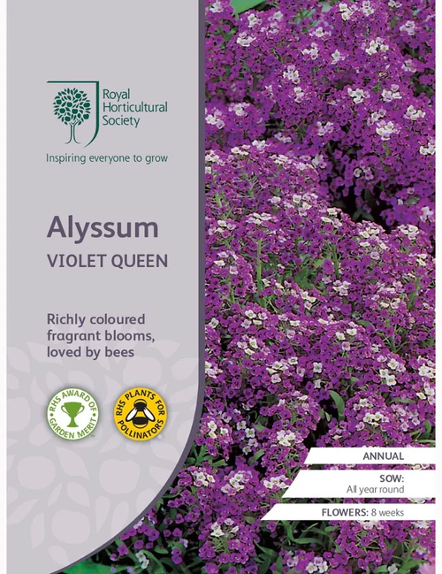 RHS Seeds - Alyssum Violet Queen