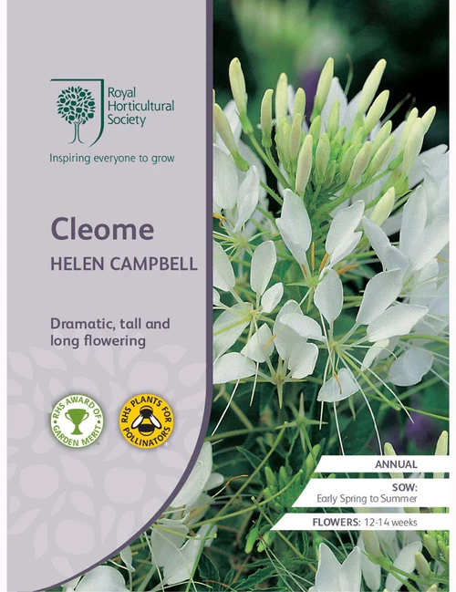 RHS Seeds - Cleome Helen Campbell