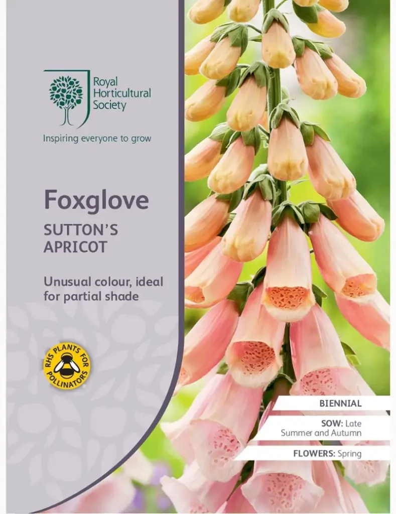 RHS Seeds - Foxglove Sutton's Apricot