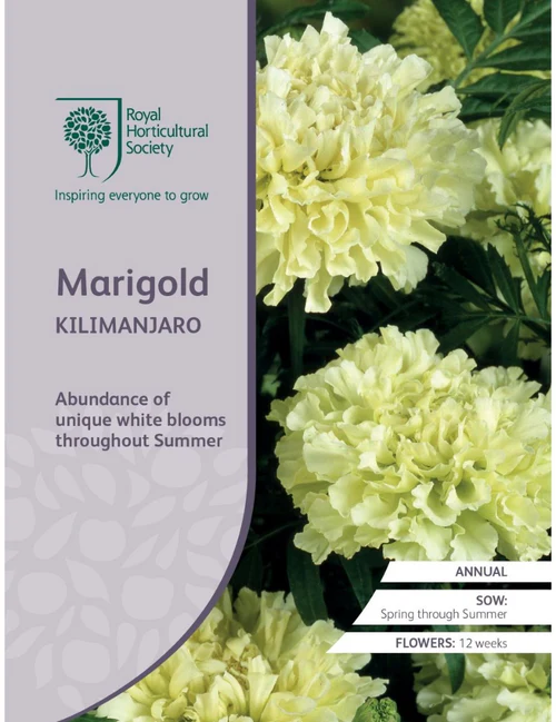 RHS Seeds - Marigold Kilimanjaro