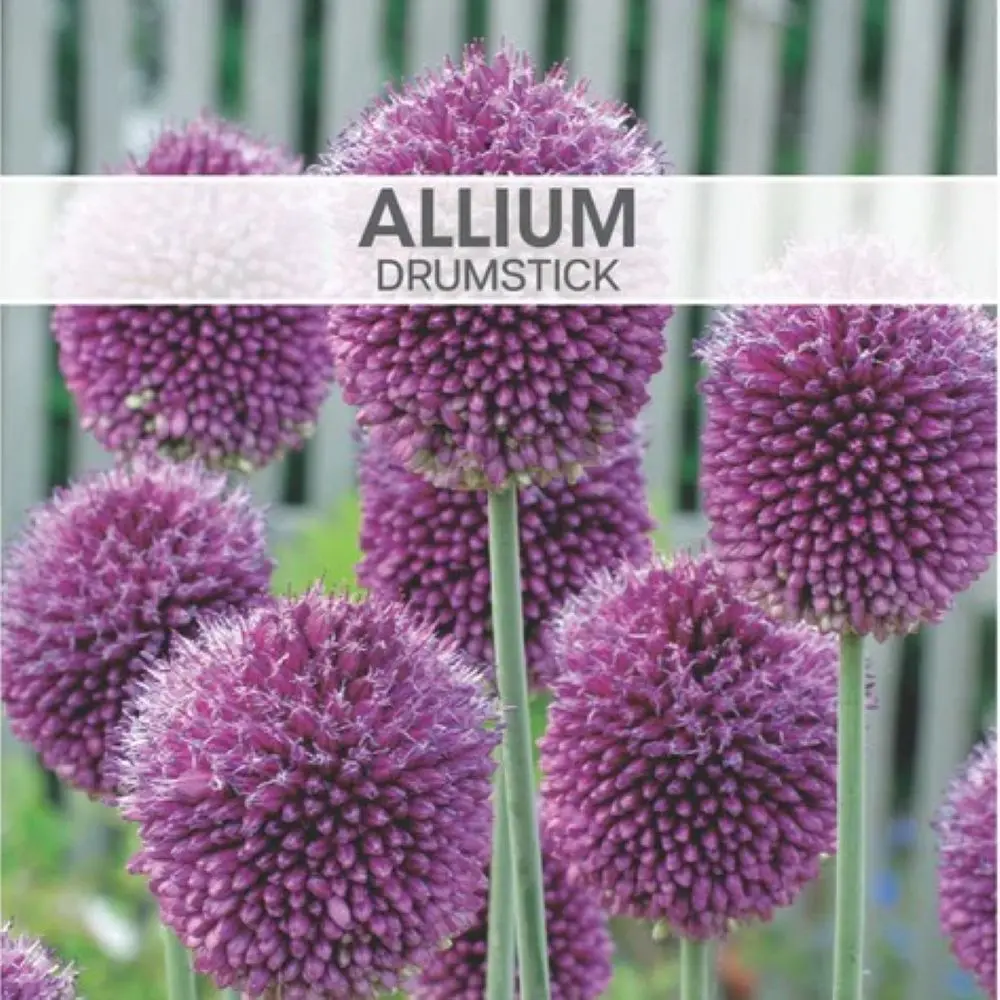 Allium sphaerocephalon - Drumsticks  Allium