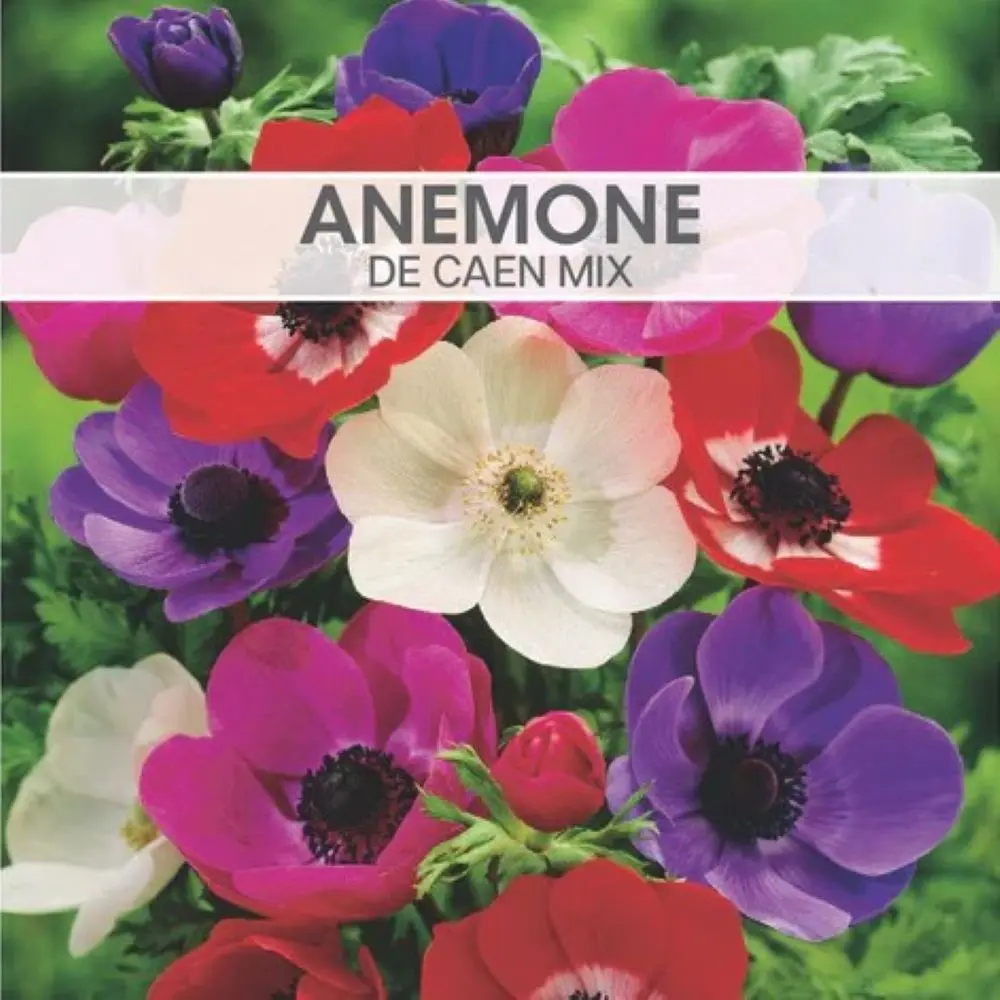 Anemone de Caen Mix Value Pack