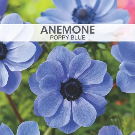 Anemone de Caen Poppy Blue