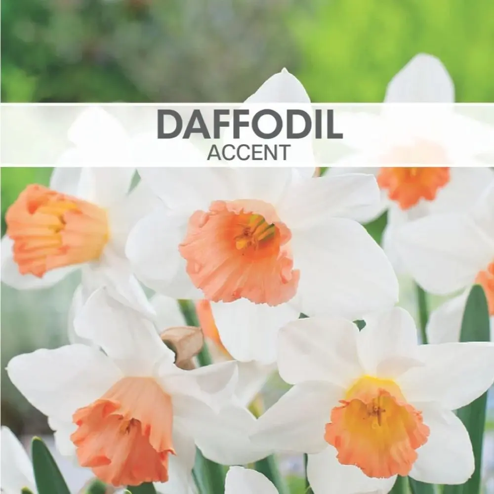 Daffodil Accent 