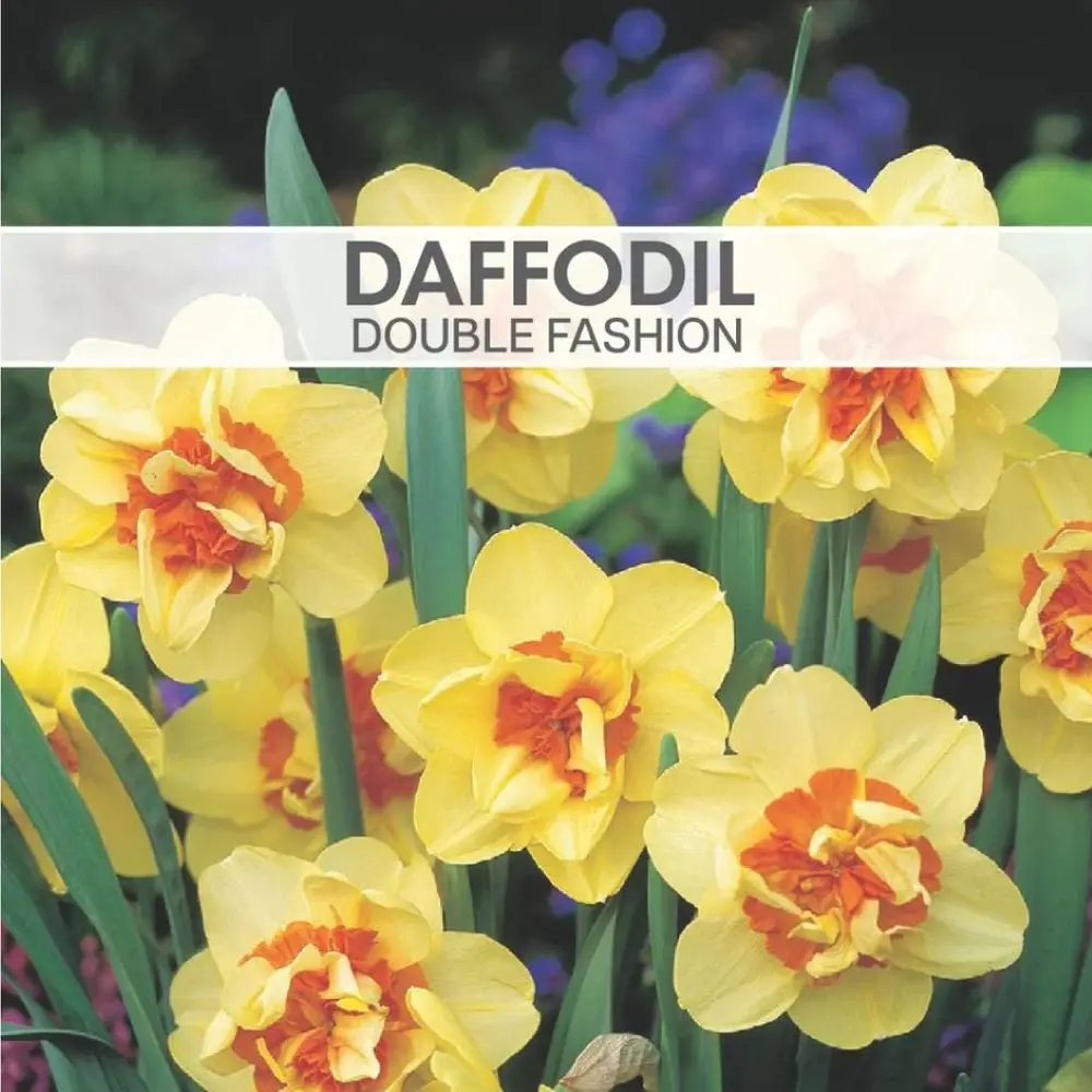 Daffodil Double Fashion