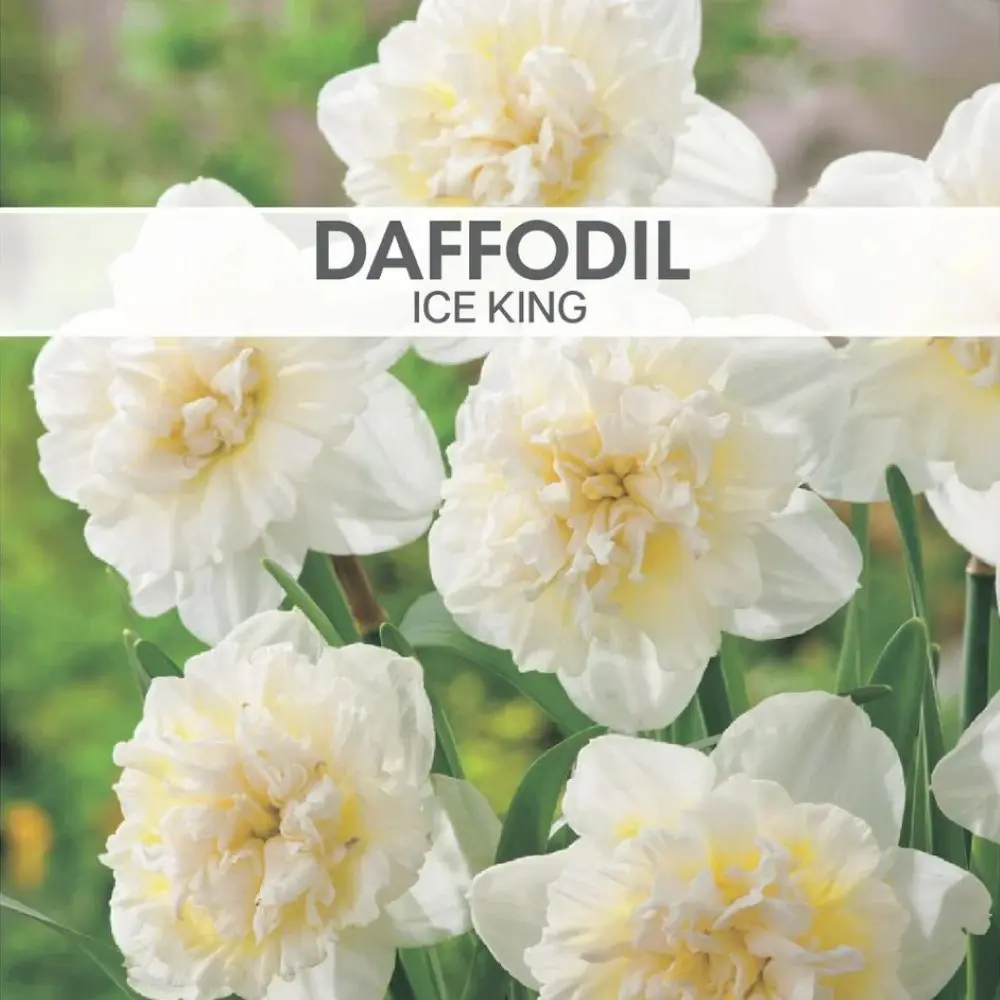 Daffodil Double Ice King