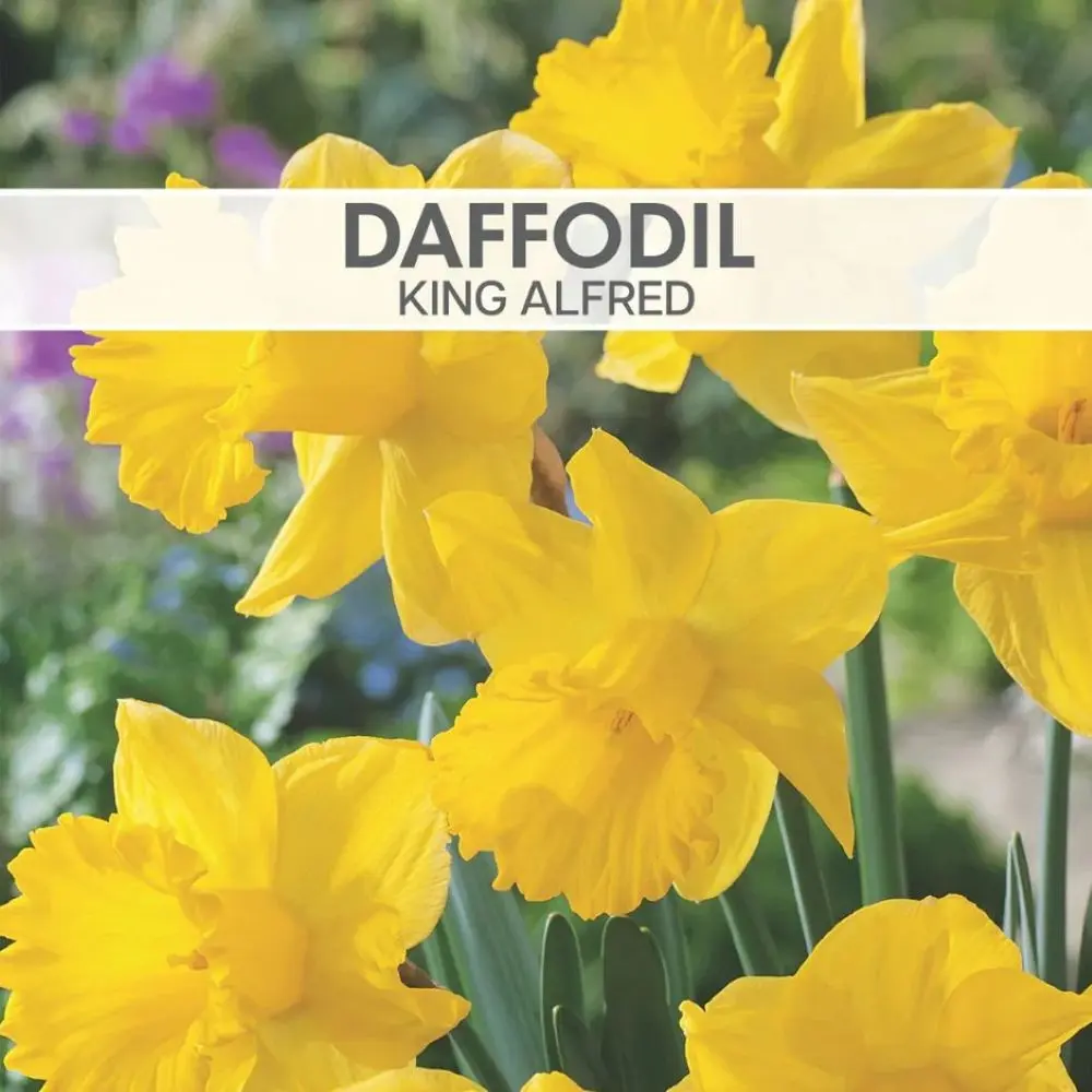 Daffodil King Alfred